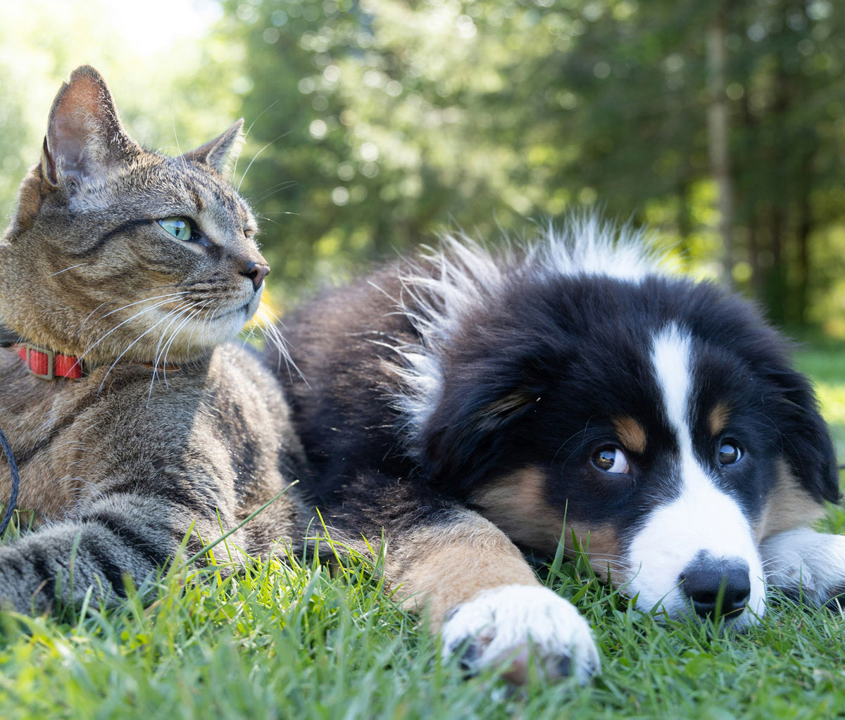 A cat and a dog resting together in the grass
