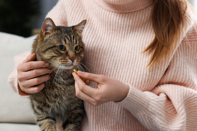 cat getting pill